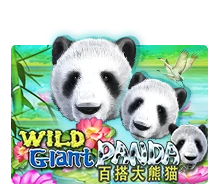 Wild Giant Panda - LETSEBET77